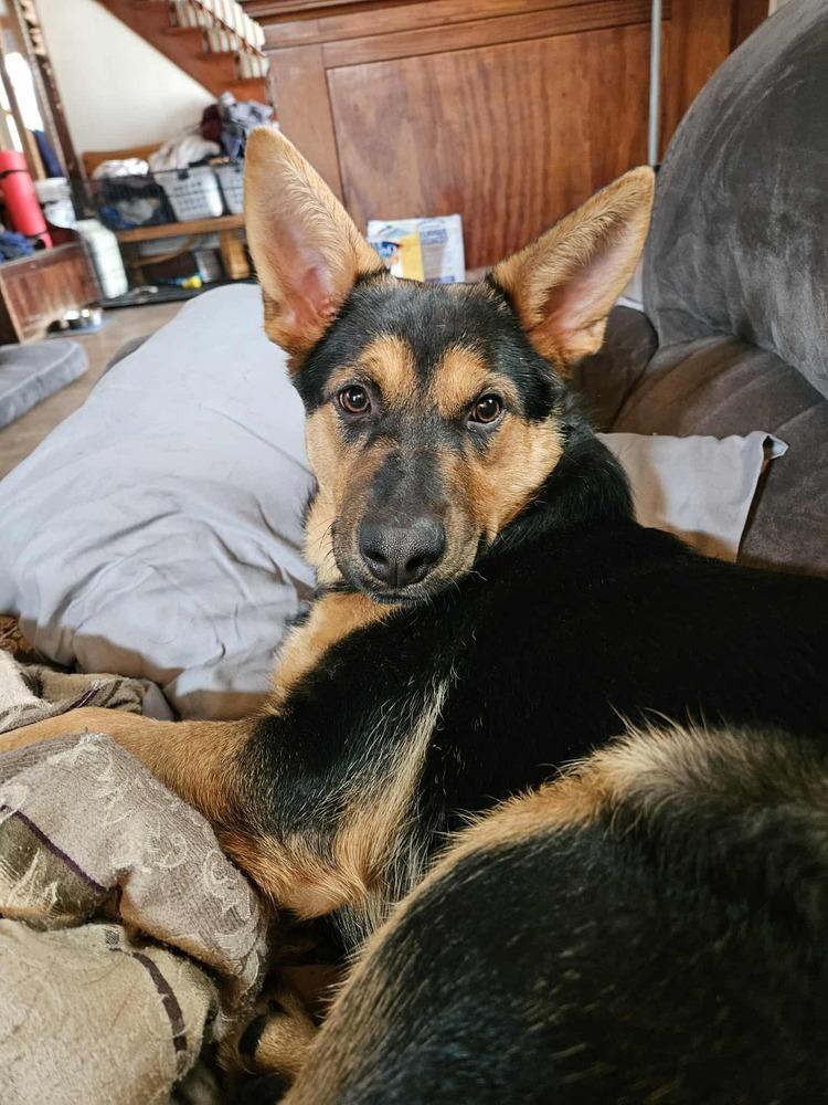 Enlarge Azure, a Adoptable mixed breed in Fredonia, WI image 5/5