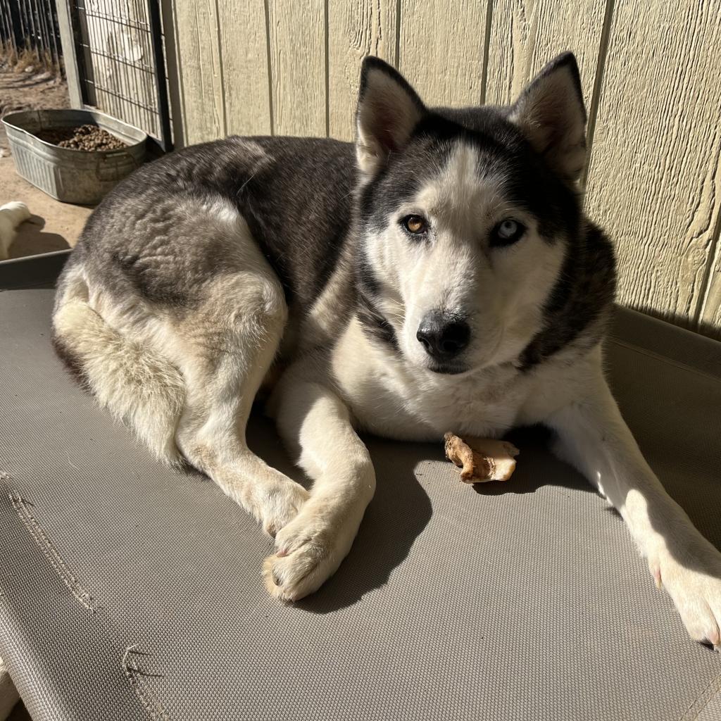Oakley, Adoptable, Senior Male Husky.