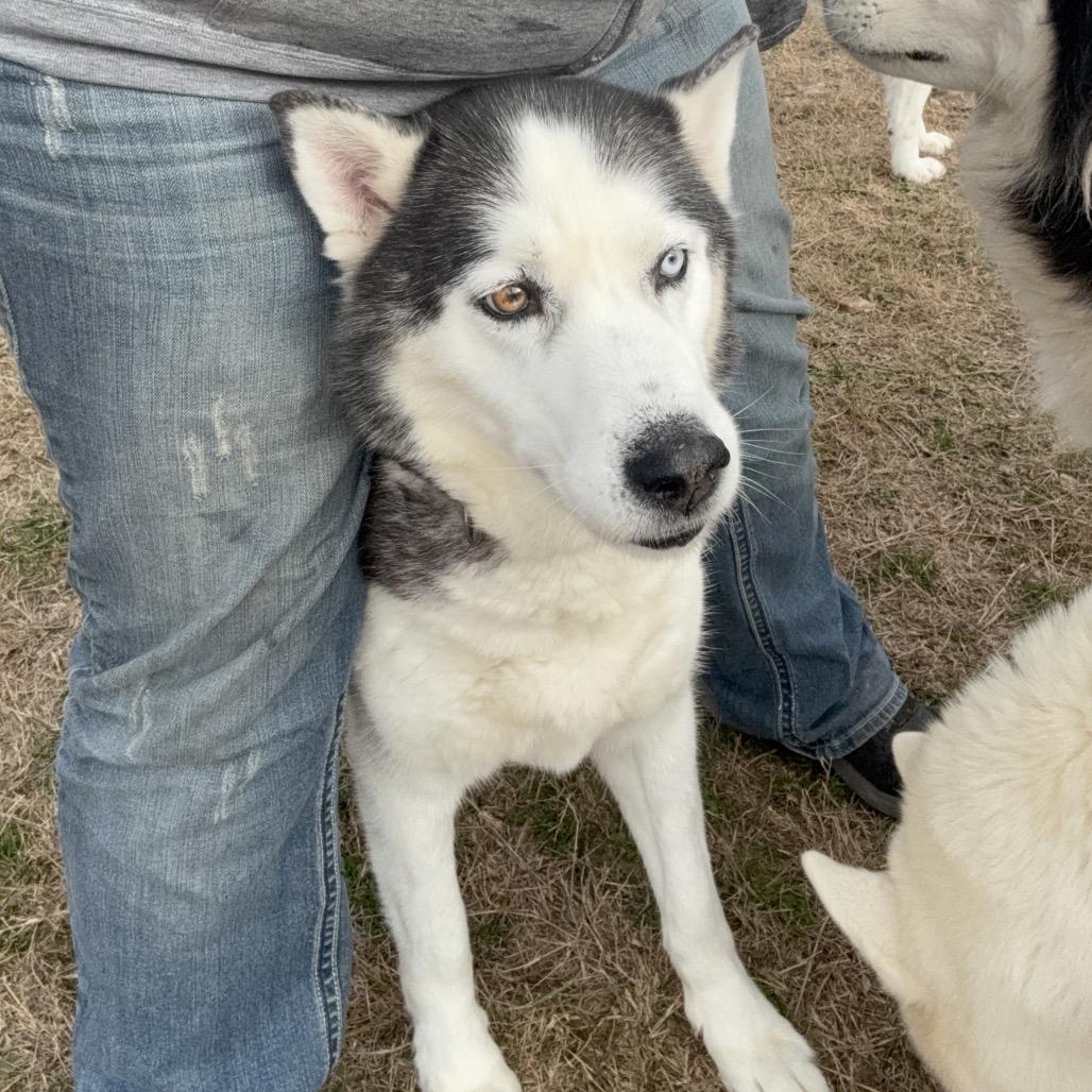 Enlarge Oakley, a Adoptable Husky in Eufaula, OK image 4/6