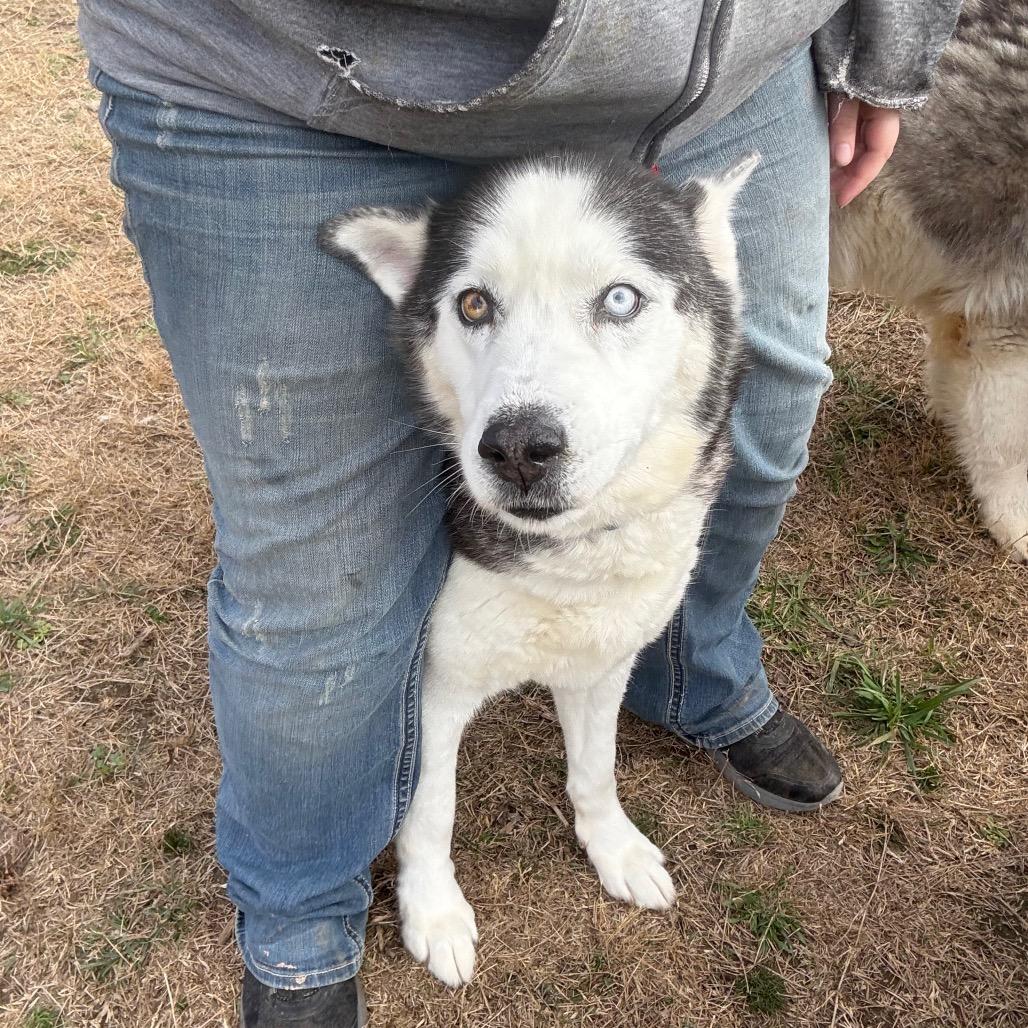 Enlarge Oakley, a Adoptable Husky in Eufaula, OK image 6/6