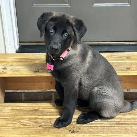 Enlarge Maddie, a Adoptable German Shepherd Dog in Raleigh, NC image 1/5