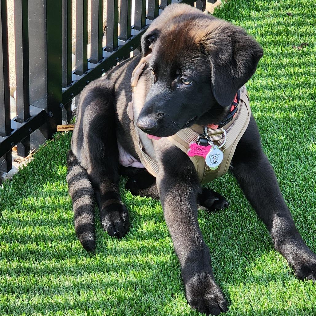 Enlarge Maddie, a Adoptable German Shepherd Dog in Raleigh, NC image 5/5
