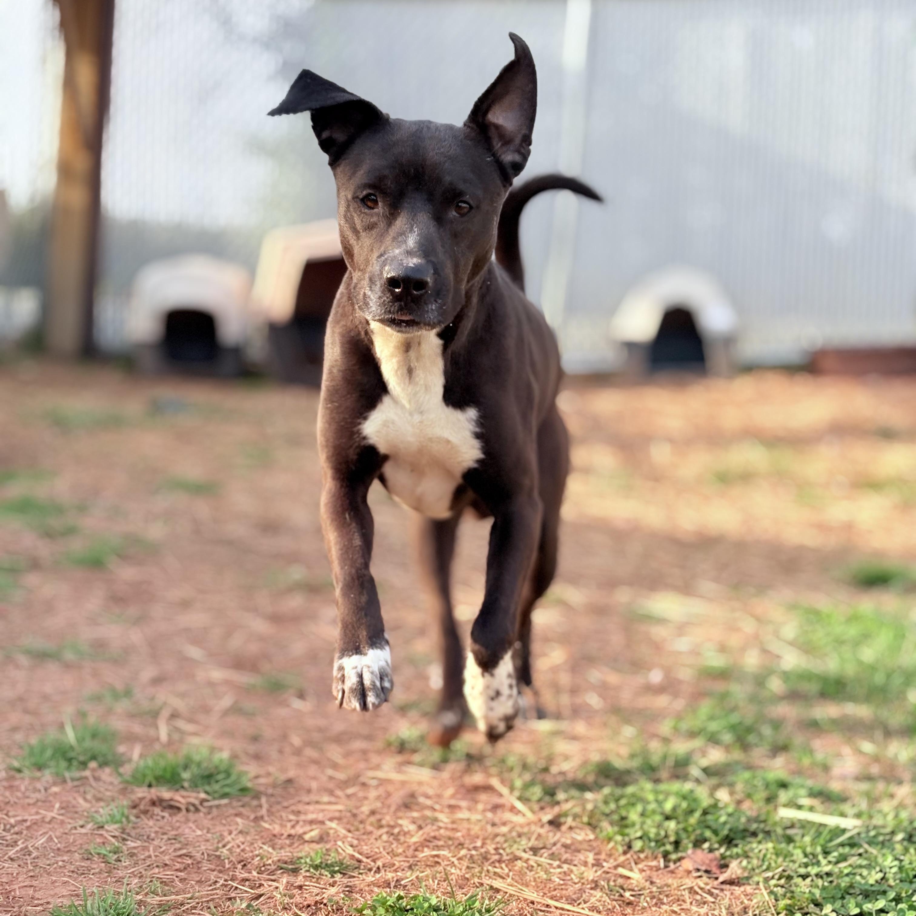 Enlarge Brew, a ADOPTABLE mixed breed in Martinsville, VA image 2/4