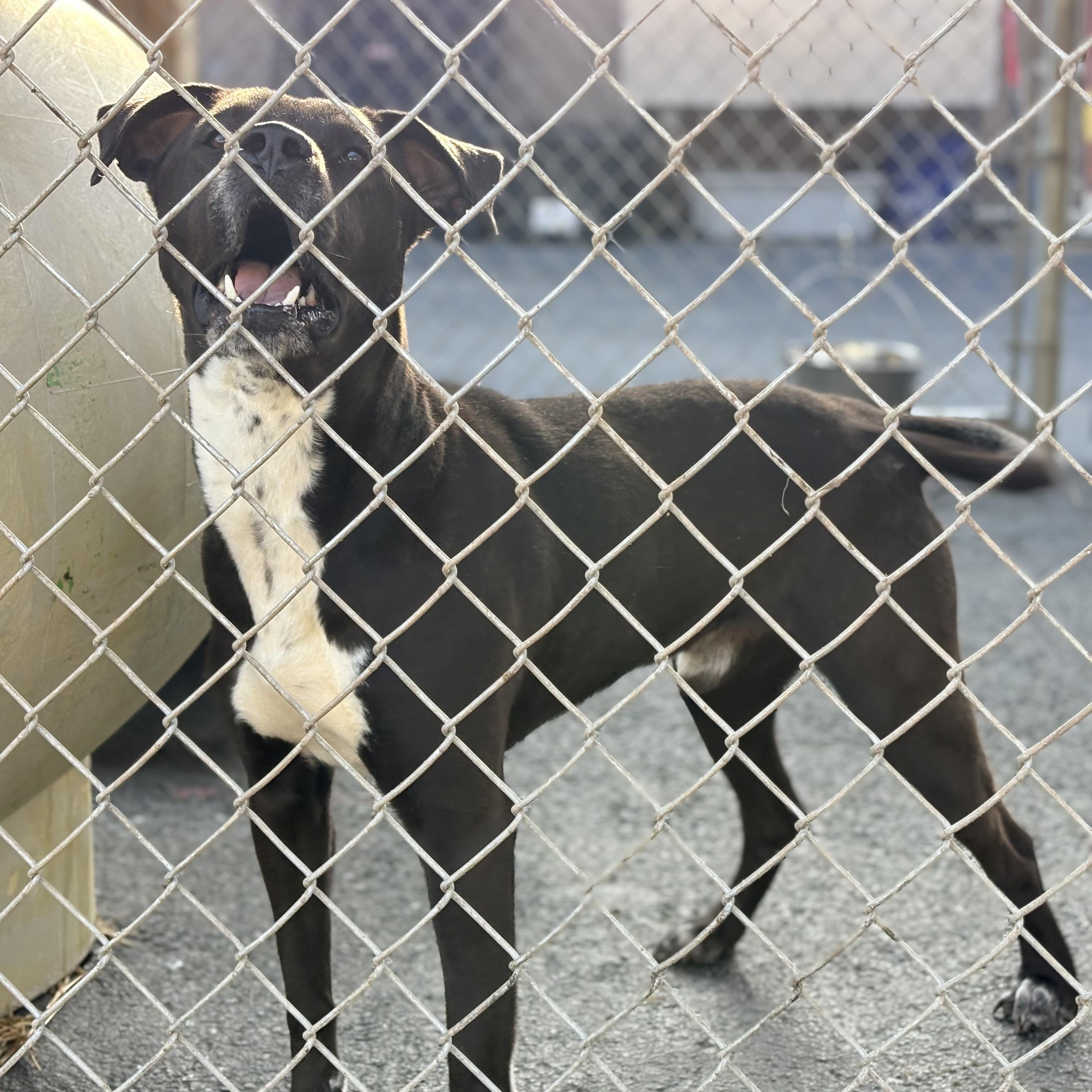 Enlarge Brew, a ADOPTABLE mixed breed in Martinsville, VA image 4/4