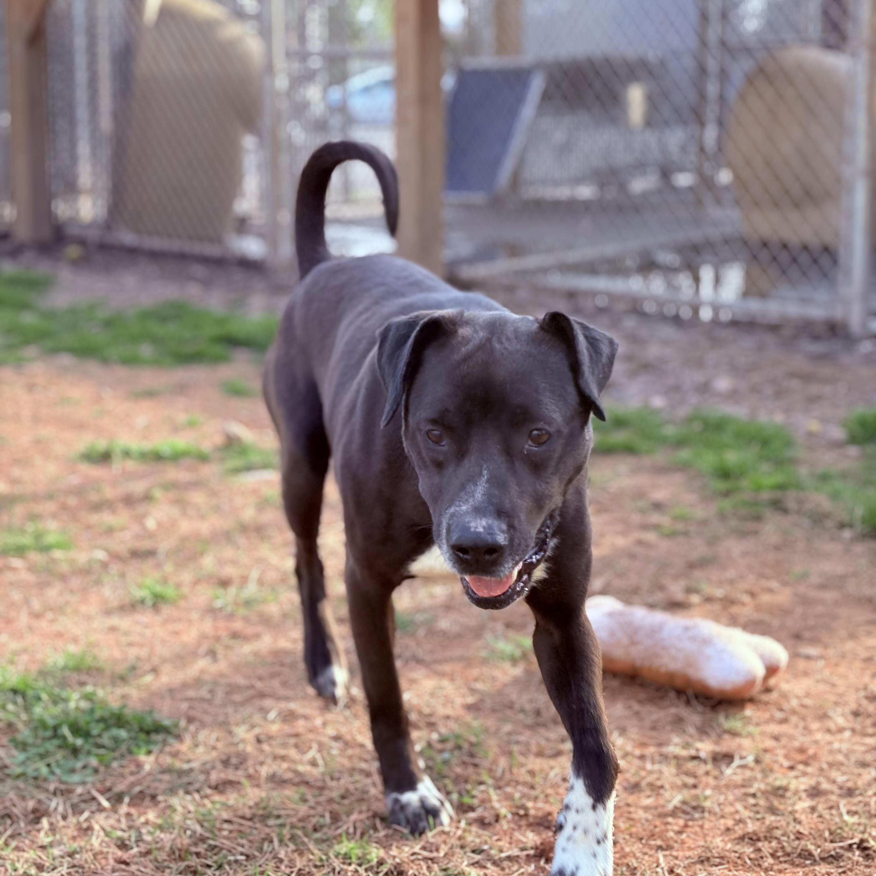 Enlarge Brew, a ADOPTABLE mixed breed in Martinsville, VA image 3/4