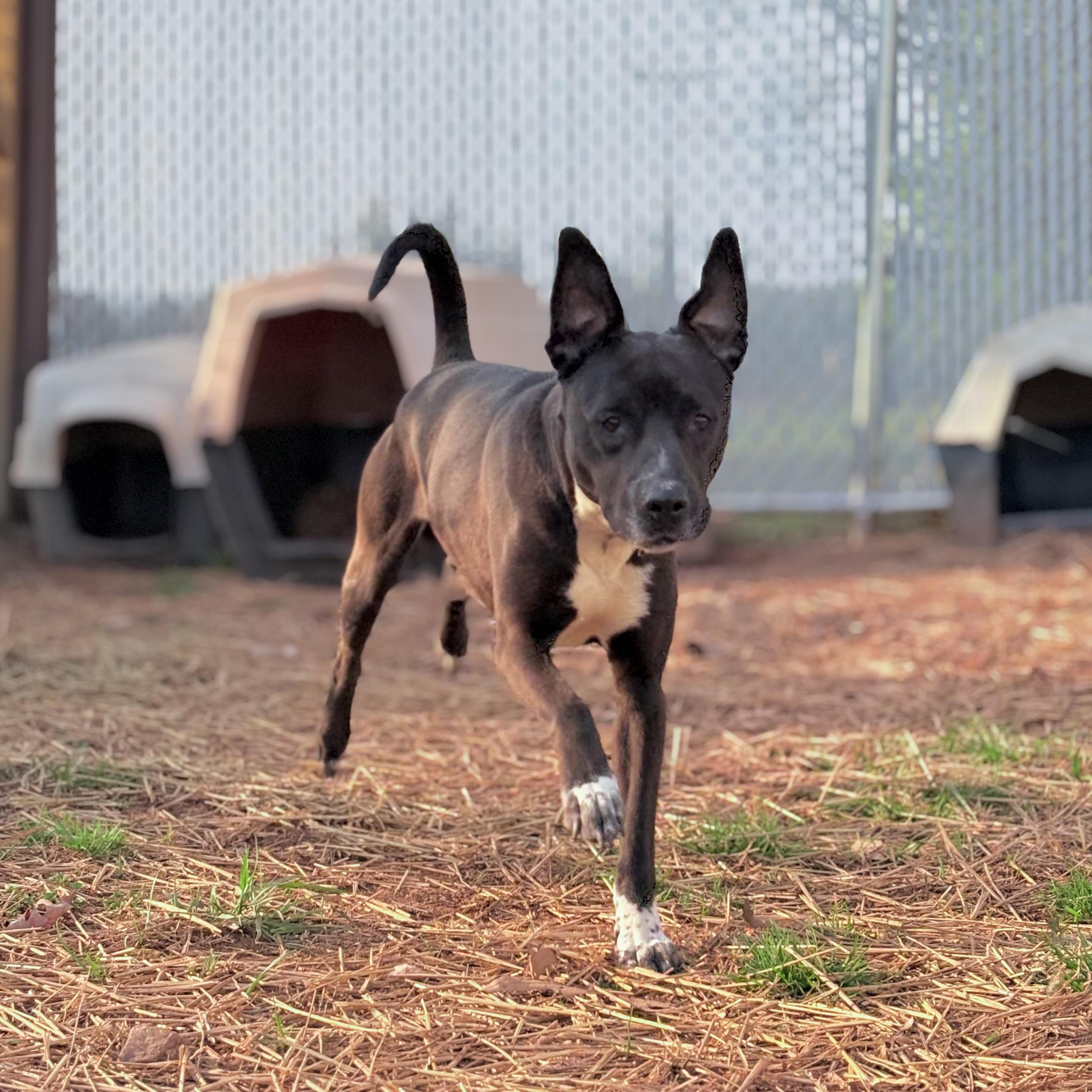 Brew, ADOPTABLE, Adult Male Pit Bull Terrier.