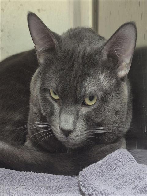 THEODORE, Adoptable, Adult Male Domestic Short Hair.