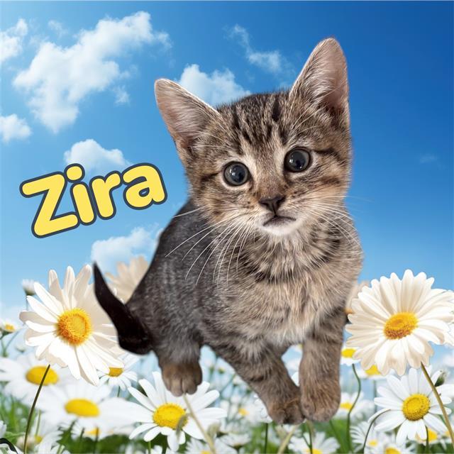 ZIRA, Adoptable, Kitten Female Domestic Short Hair & Domestic Short Hair.