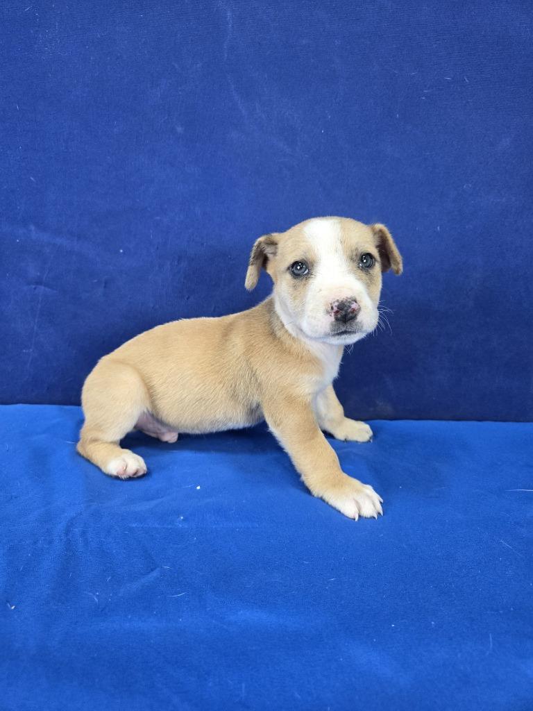 Billy Goat Gruff, Adoptable, Puppy Male Mixed Breed.