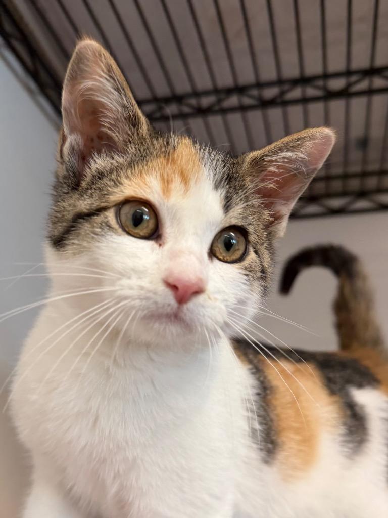 Ethel, Adopted, Kitten Female Domestic Short Hair.