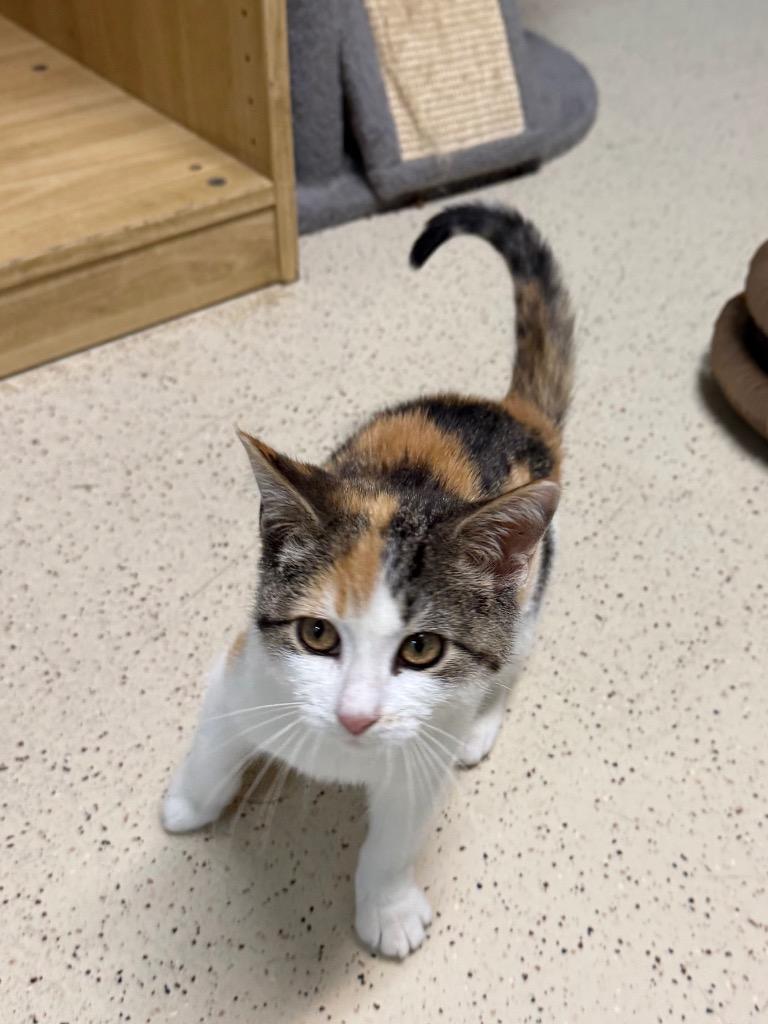 Enlarge Ethel, a Adopted Domestic Short Hair in Amery, WI image 2/4