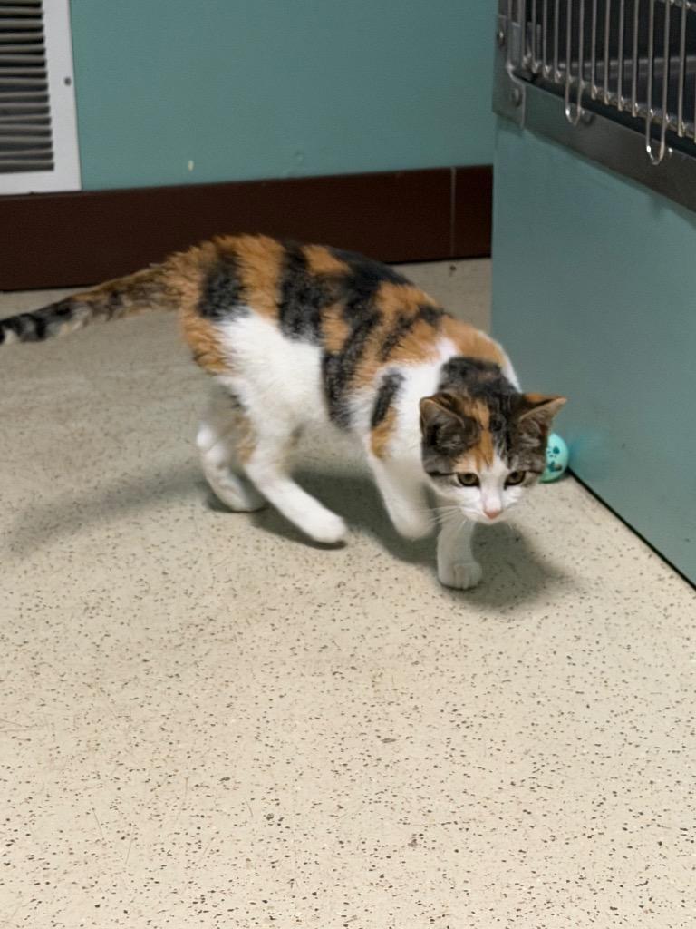 Enlarge Ethel, a Adopted Domestic Short Hair in Amery, WI image 4/4