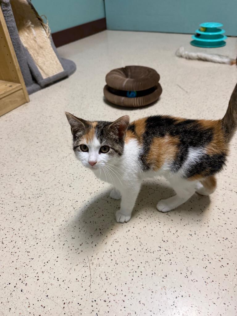 Enlarge Ethel, a Adopted Domestic Short Hair in Amery, WI image 3/4