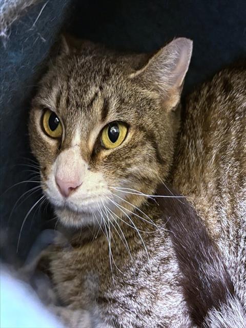 WILLOW, Adoptable, Young Female Domestic Short Hair.
