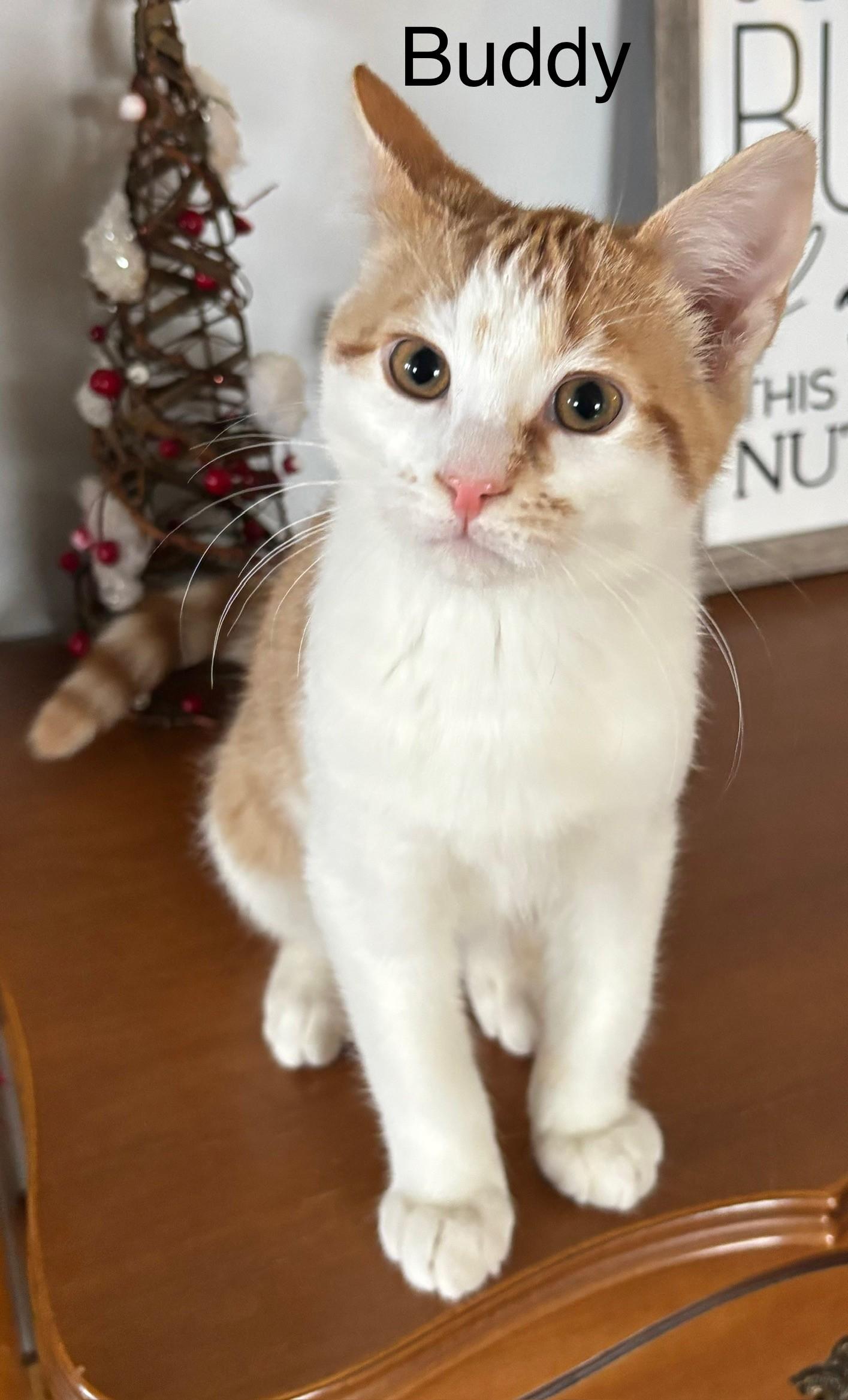 Buddy, ADOPTABLE, Kitten Male Tabby.