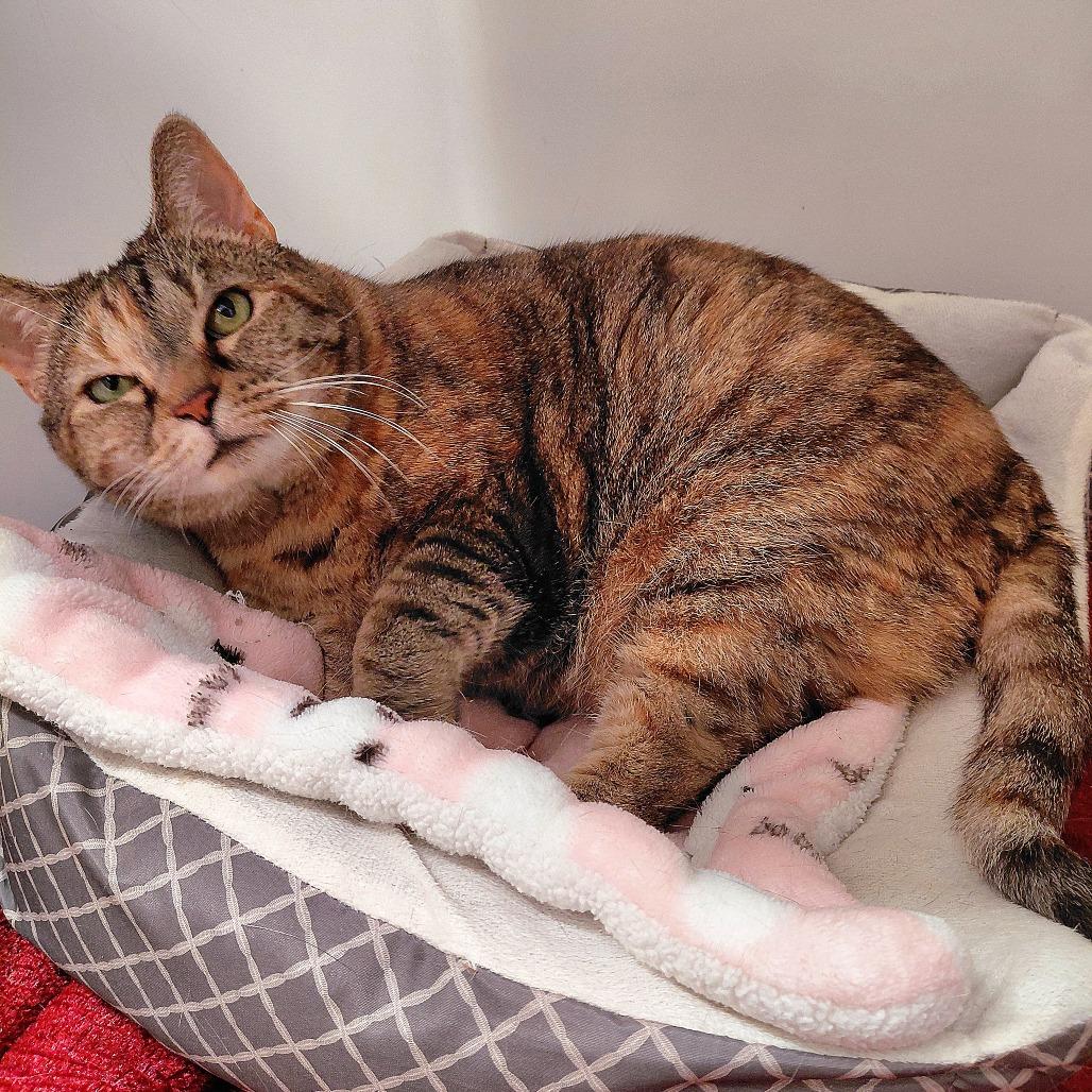 Chloe, a Adoptable Domestic Short Hair in Charlottesville, VA image 1/6