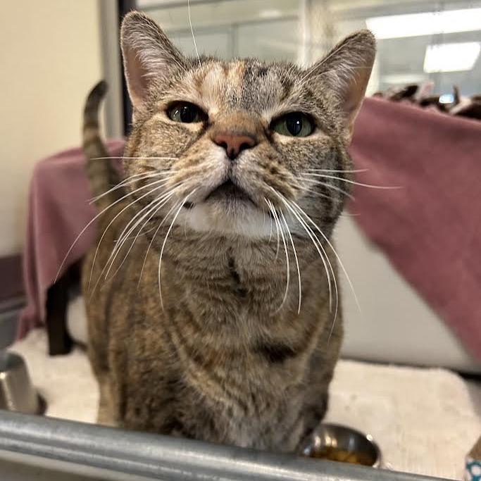 Enlarge Chloe, a Adoptable Domestic Short Hair in Charlottesville, VA image 2/6