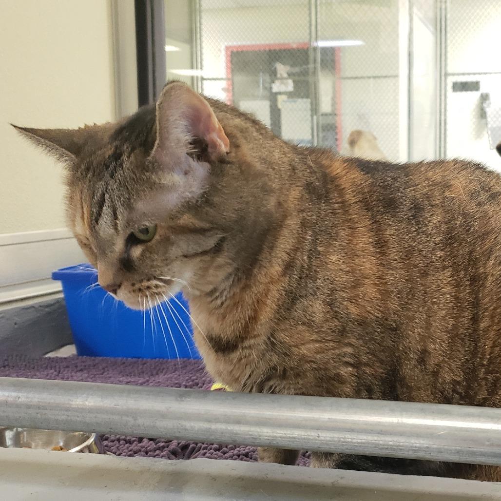 Enlarge Chloe, a Adoptable Domestic Short Hair in Charlottesville, VA image 3/6