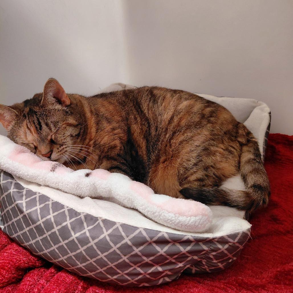 Chloe, a Adoptable Domestic Short Hair in Charlottesville, VA image 3/6