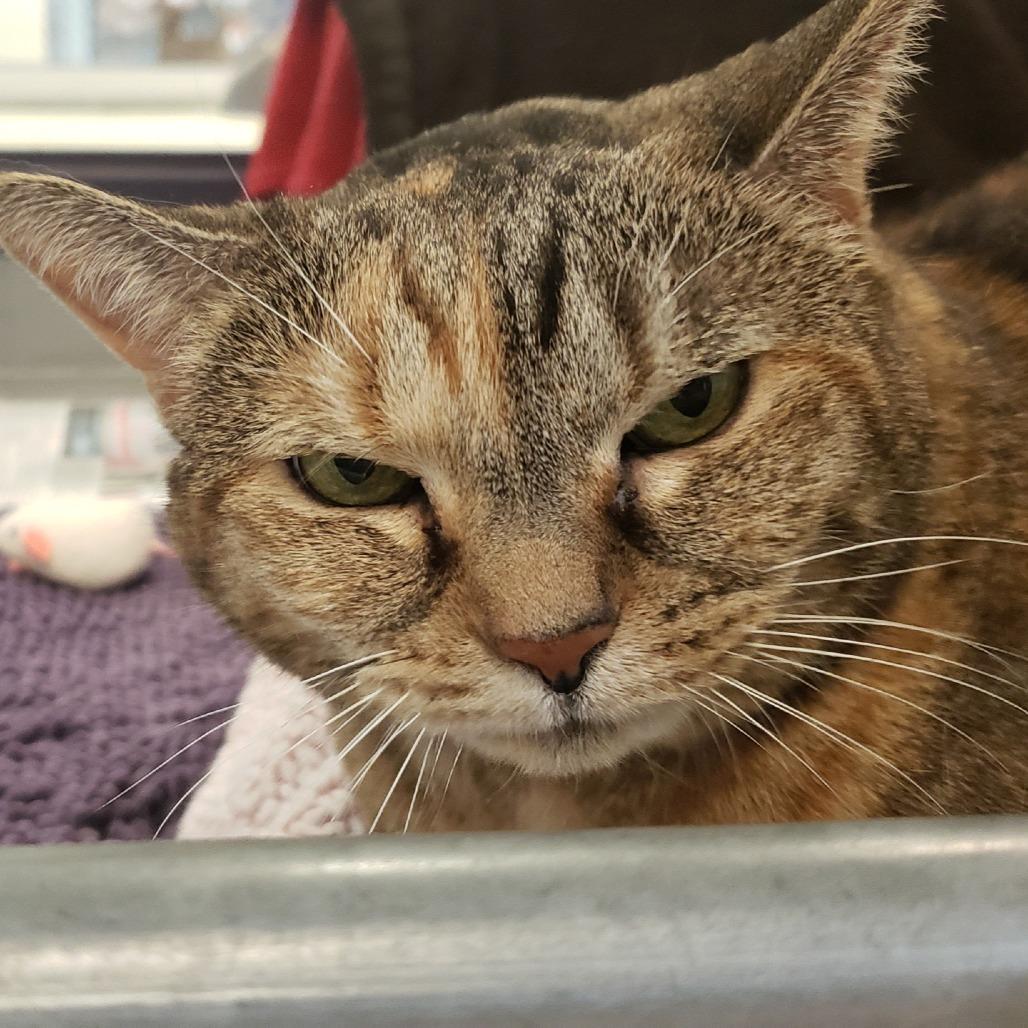 Chloe, a Adoptable Domestic Short Hair in Charlottesville, VA image 4/6