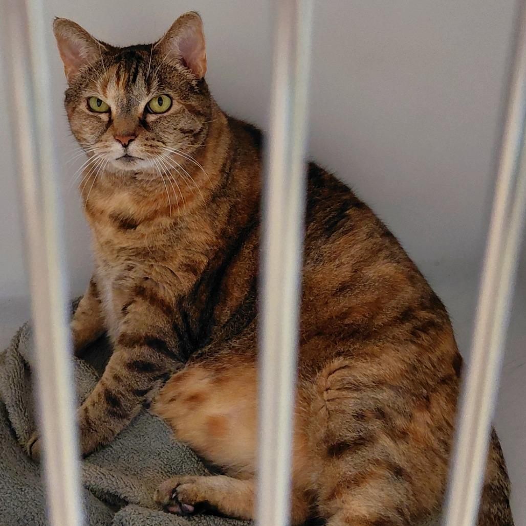 Chloe, a Adoptable Domestic Short Hair in Charlottesville, VA image 5/6