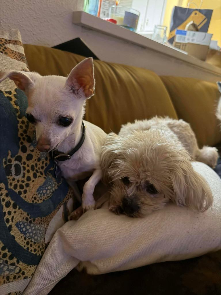 Pebbles Flintstone, Adoptable, Senior Female Cockapoo.