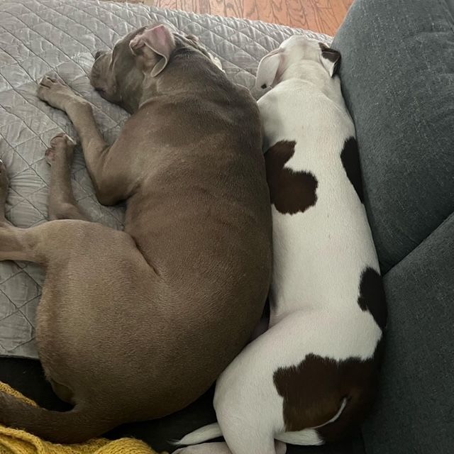 Bentley, Adopted, Young Male Pit Bull Terrier.