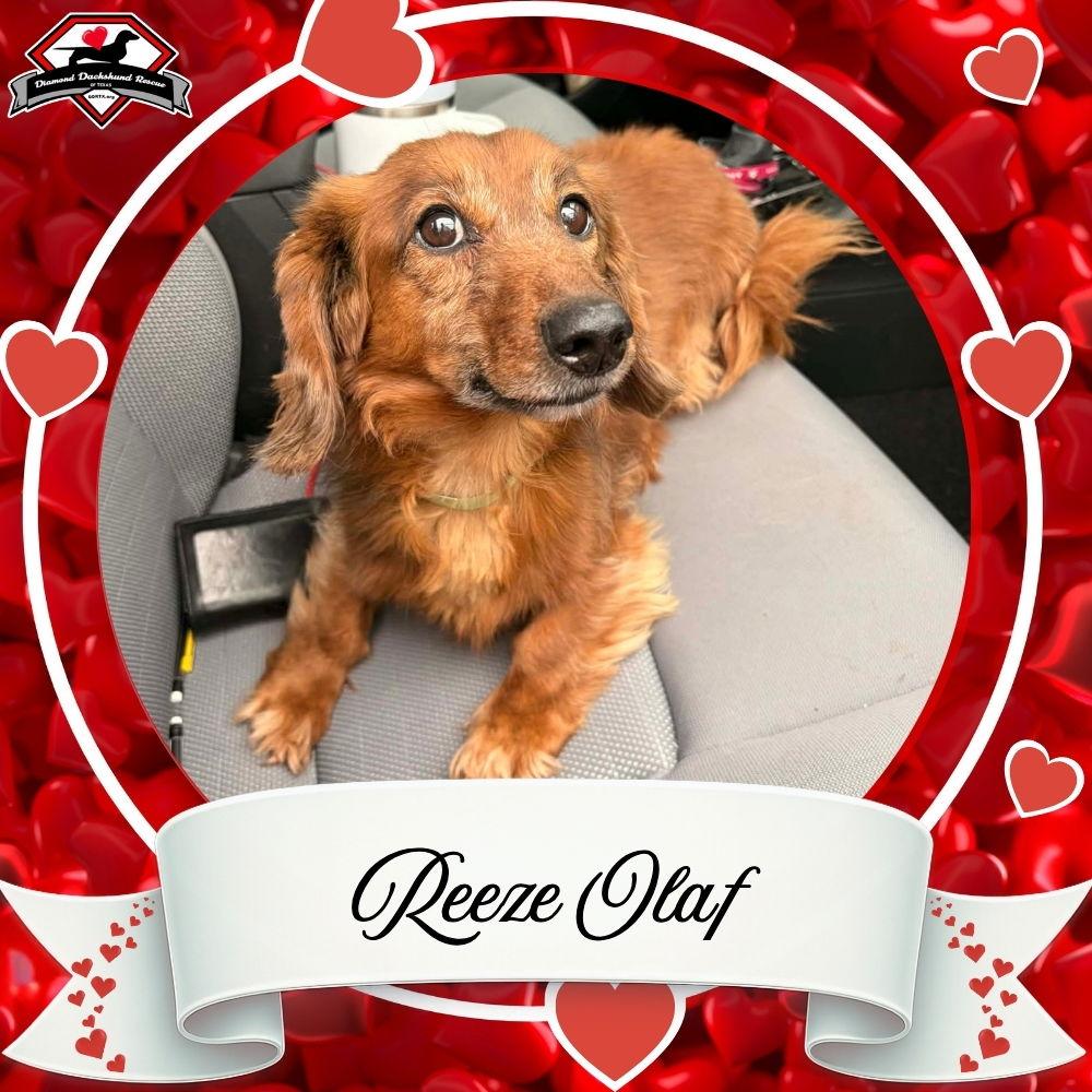 Reeze Olaf, Adopted, Adult Male Dachshund.