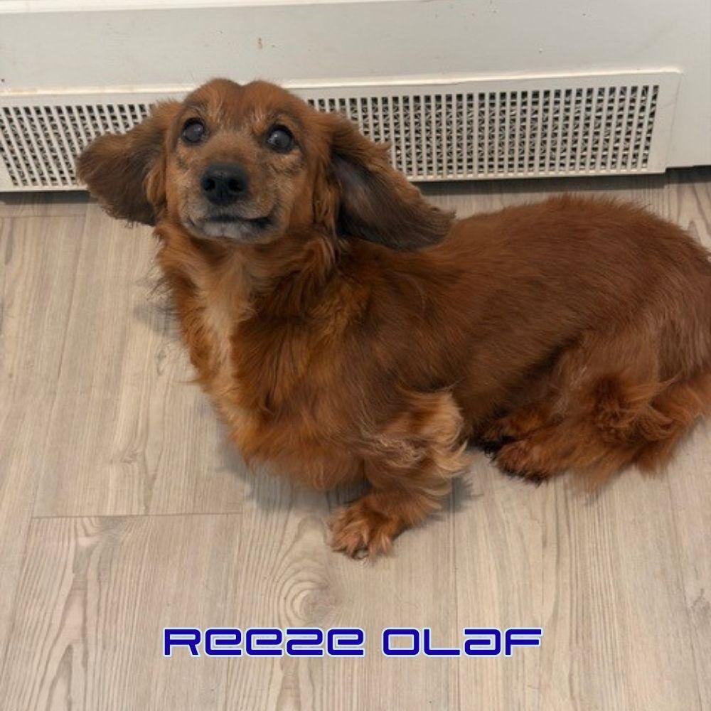 Enlarge Reeze Olaf, a Adopted Dachshund in San Antonio, TX image 3/3