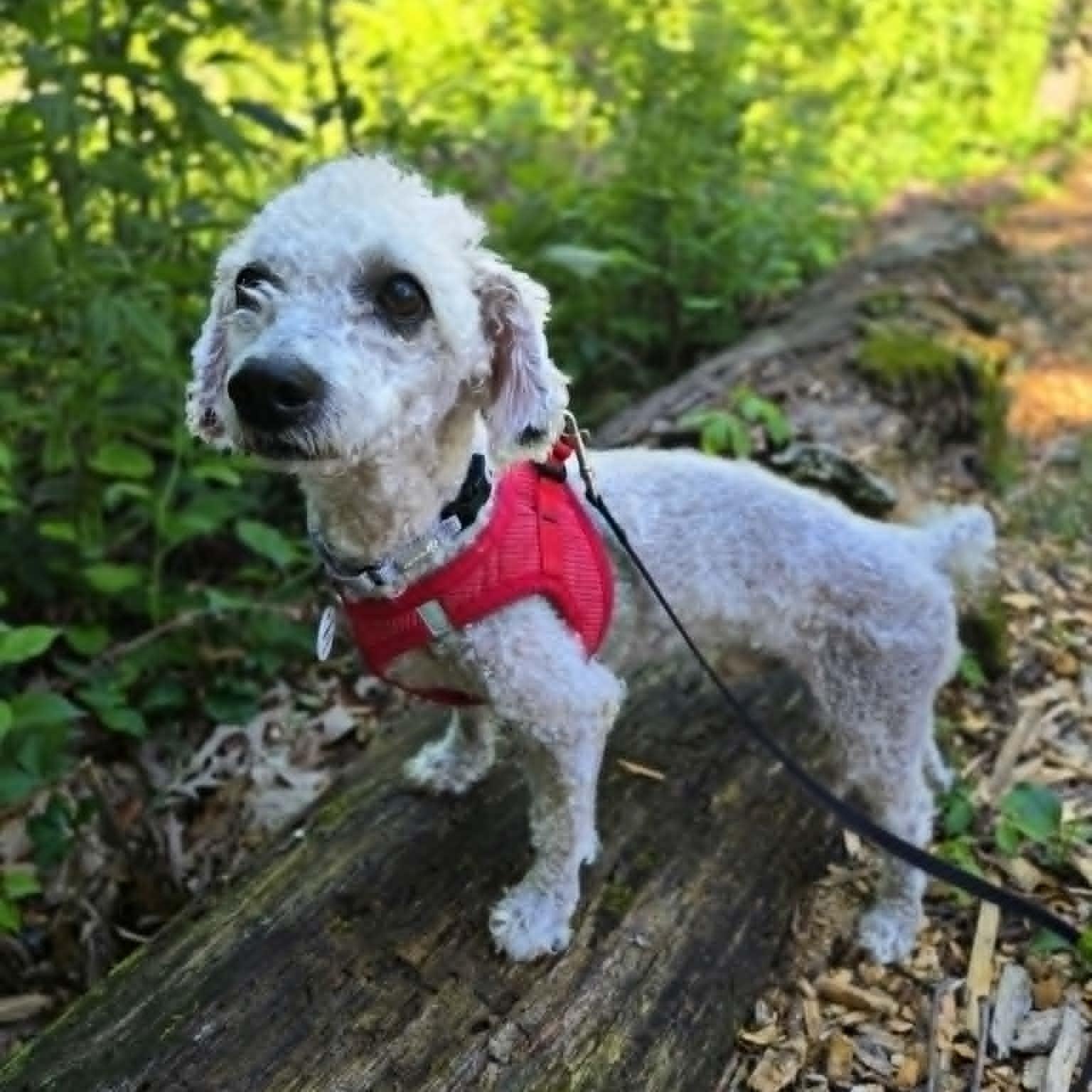 Sheldon, an adopted mixed breed in Severn, MD image 5/6