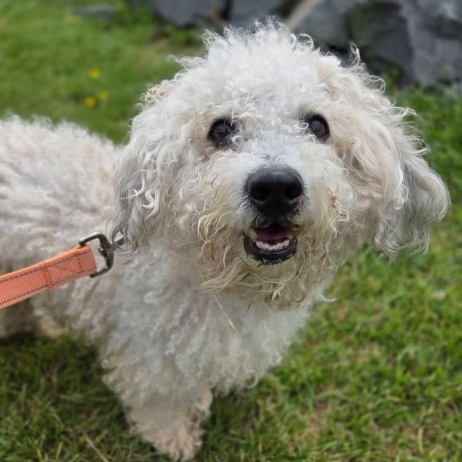 Sheldon, an adopted mixed breed in Severn, MD image 4/6
