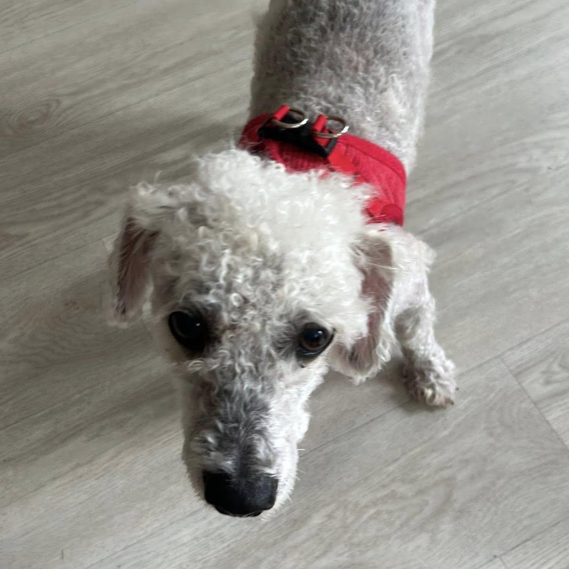 Sheldon, an adopted mixed breed in Severn, MD image 2/6