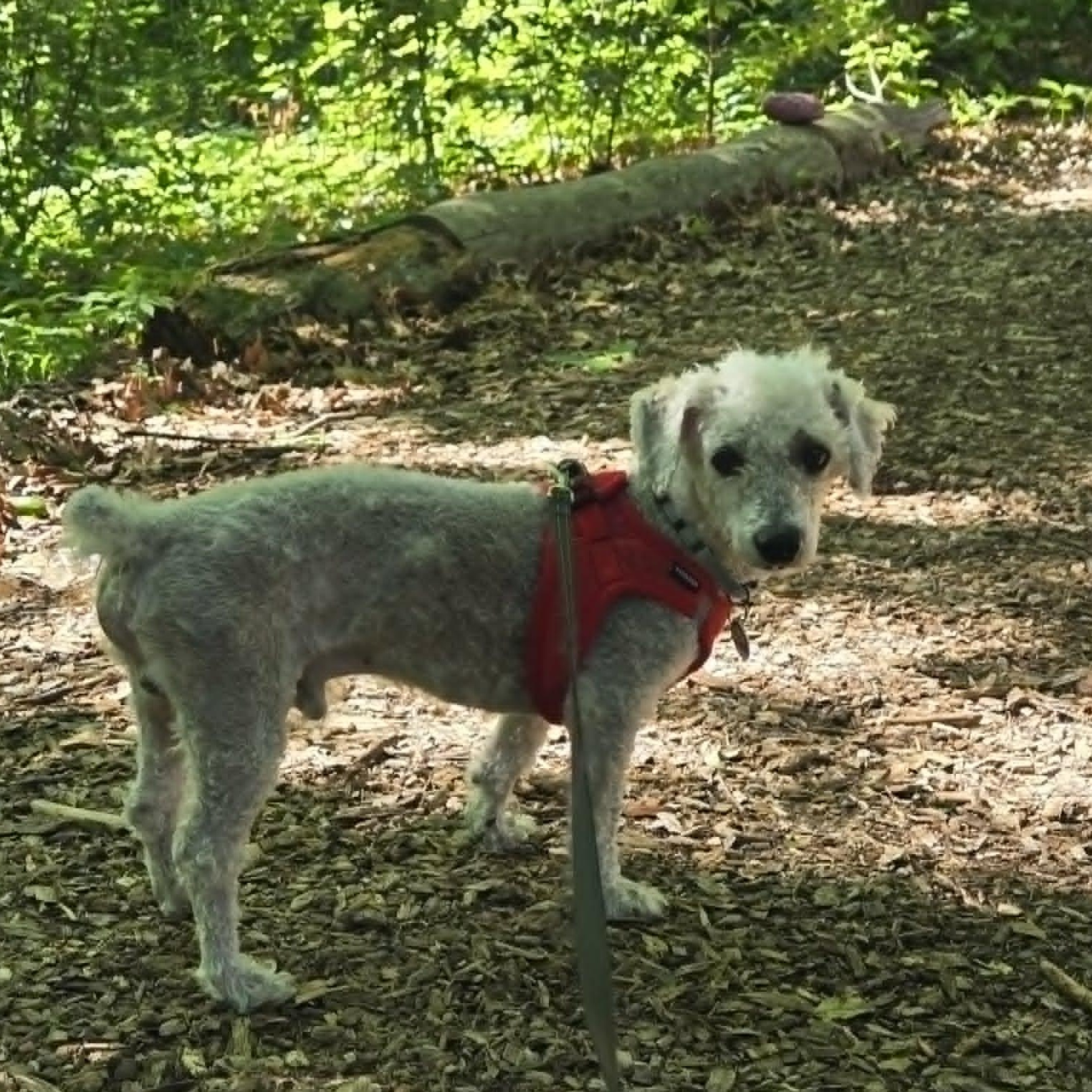 Sheldon, an adopted mixed breed in Severn, MD image 6/6
