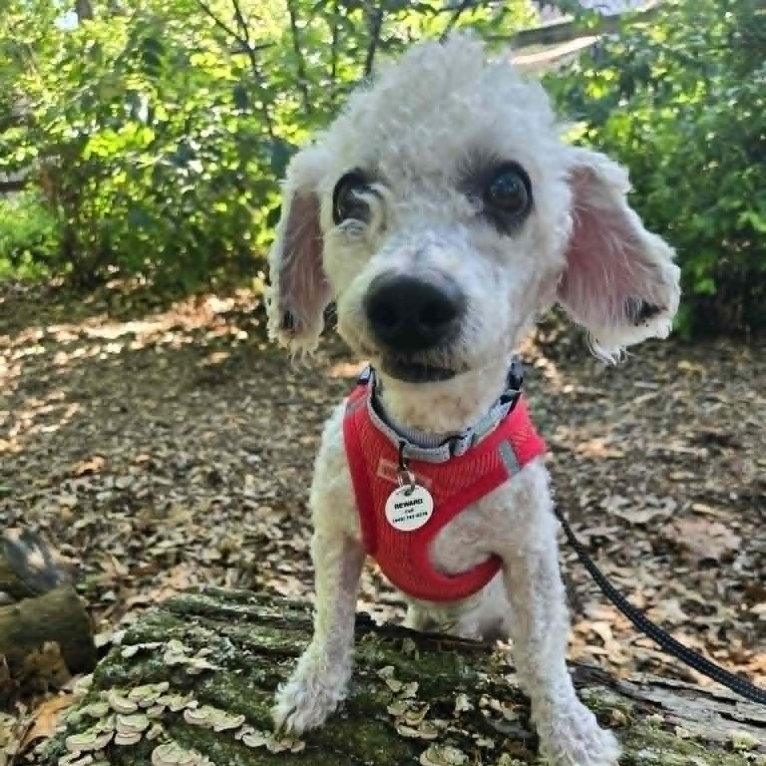 Sheldon, an adopted mixed breed in Severn, MD image 1/6
