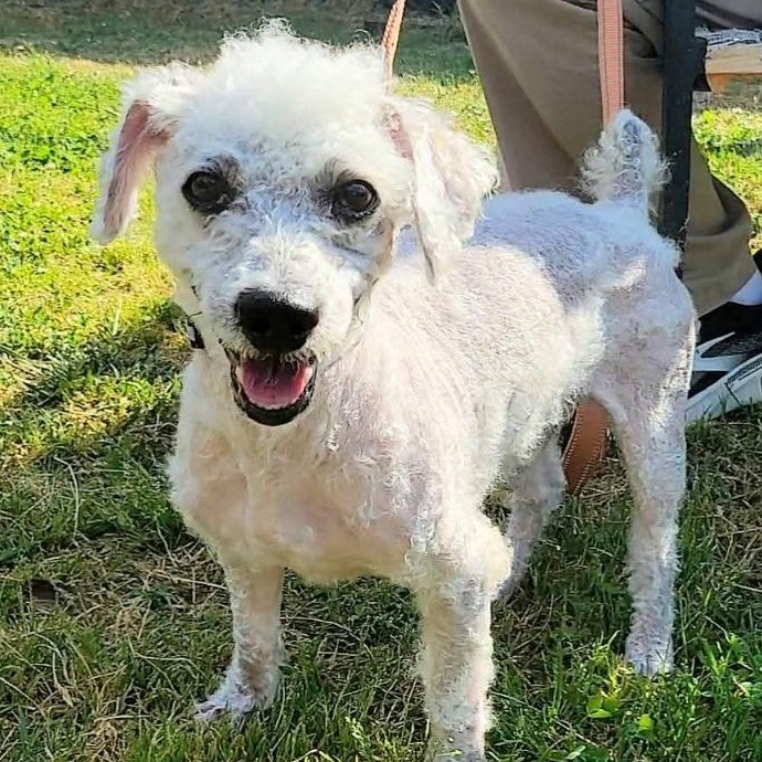 Sheldon, an adopted mixed breed in Severn, MD image 3/6