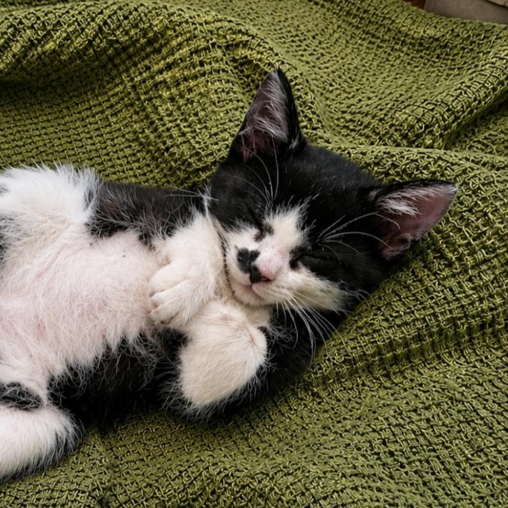 Enlarge Atlas, a ADOPTABLE Domestic Short Hair in Mabank, TX image 1/2