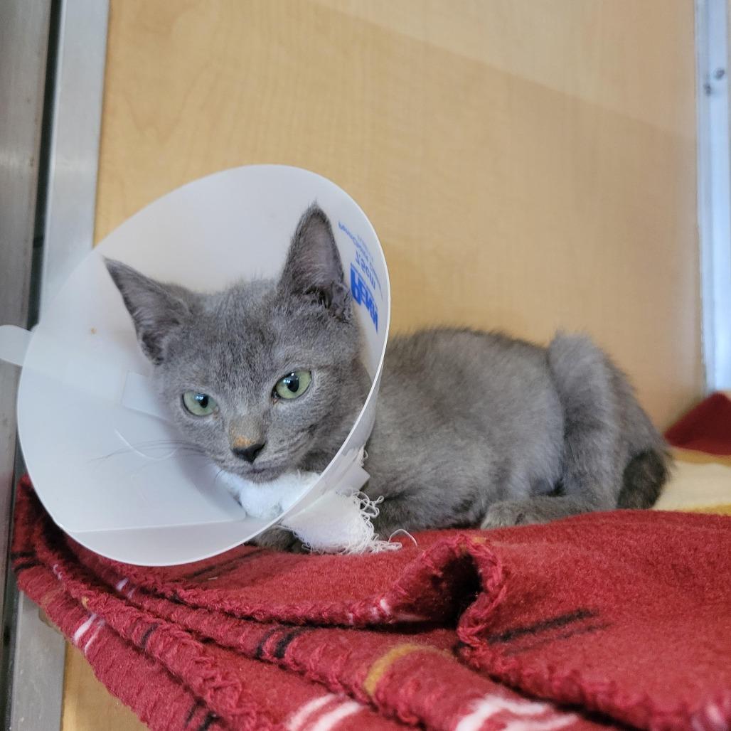 Enlarge French Onion, a Adoptable Domestic Short Hair in Chesapeake, VA image 1/1