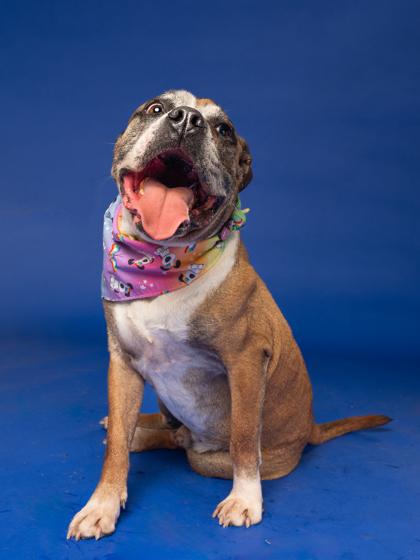 Bocephus — thumbnail 2