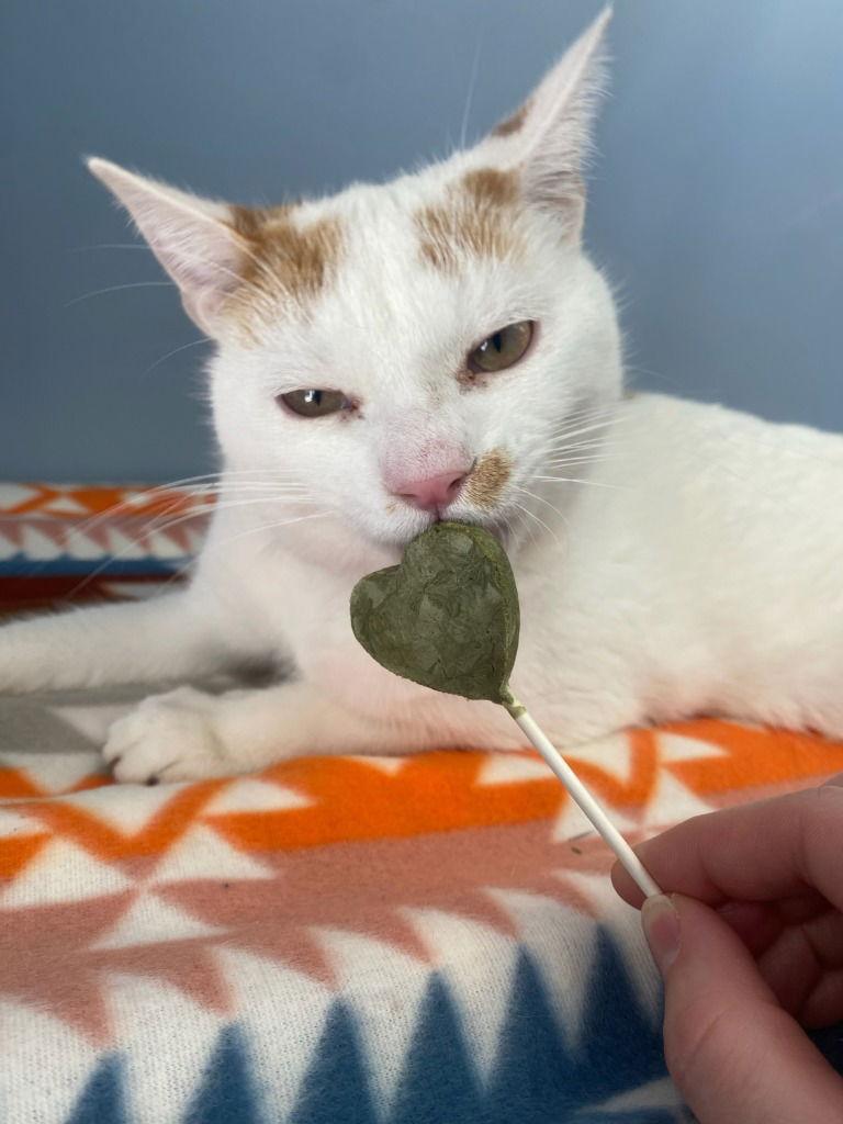 Hank Williams, a Adoptable Domestic Short Hair in Lovingston, VA image 1/2