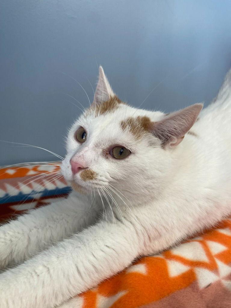 Hank Williams, a Adoptable Domestic Short Hair in Lovingston, VA image 2/2