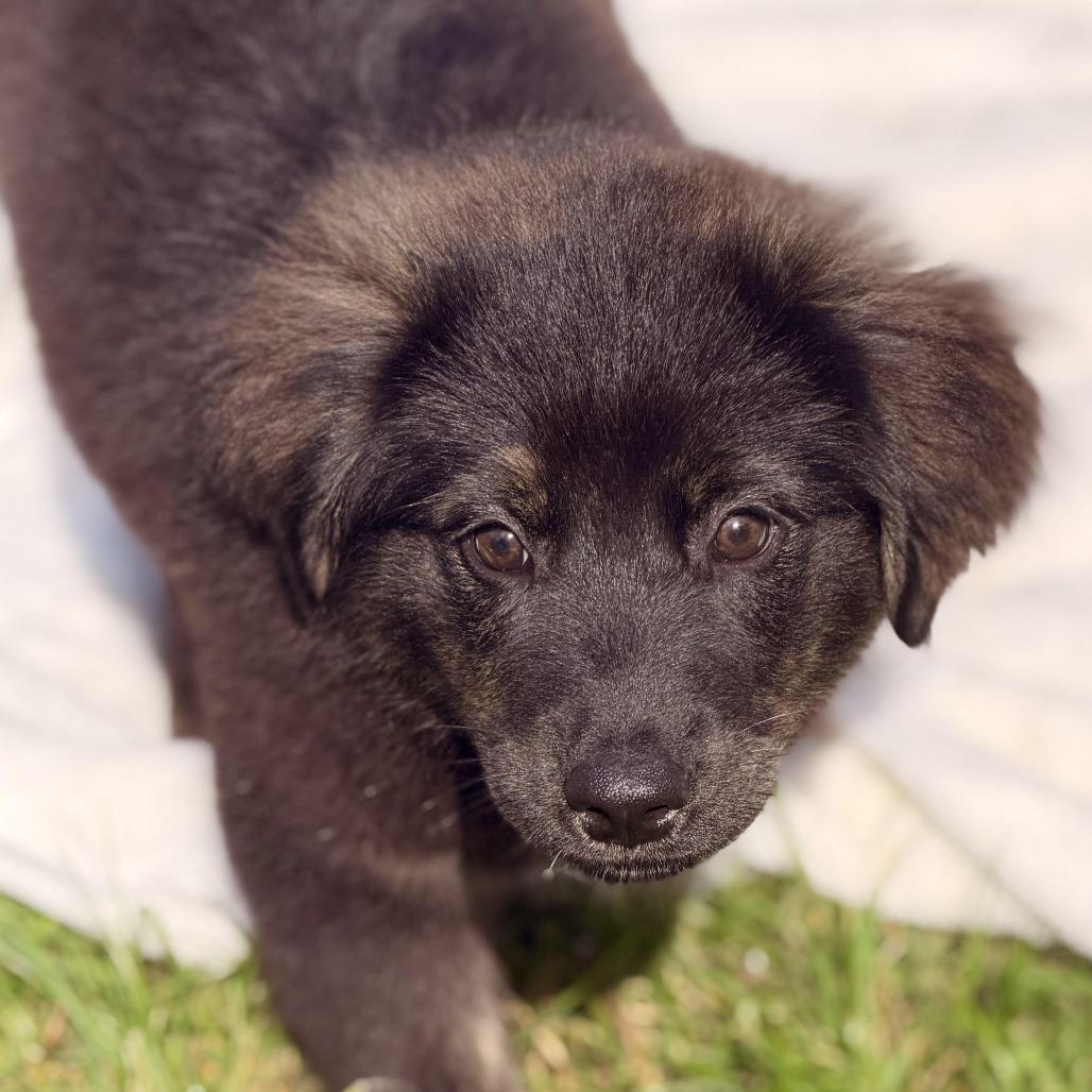 Enlarge Mecurio, a Adoptable mixed breed in Sparta, NJ image 1/6