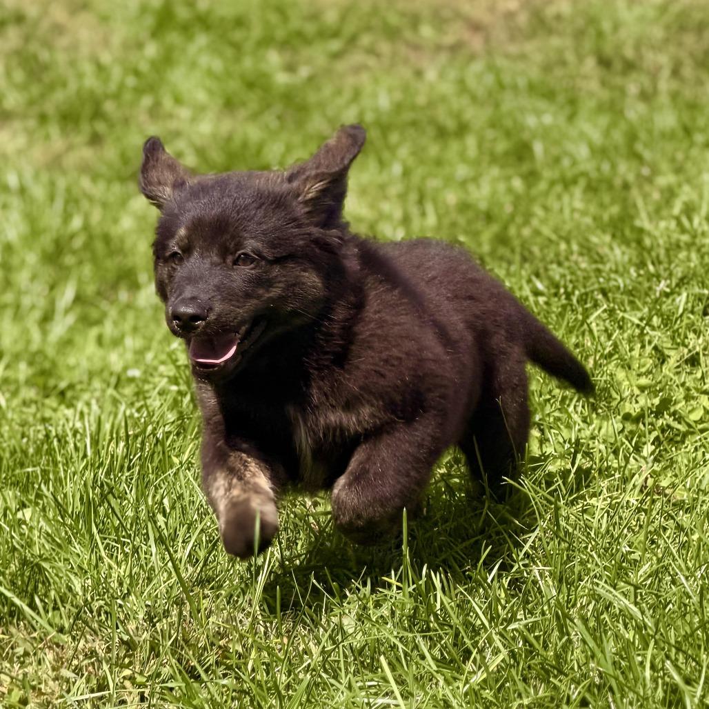 Enlarge Mecurio, a Adoptable mixed breed in Sparta, NJ image 2/6