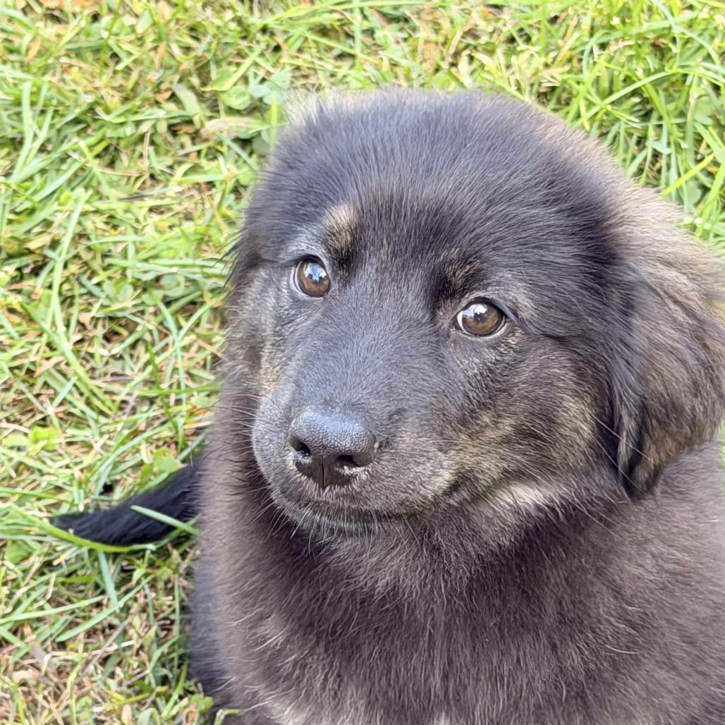 Enlarge Mecurio, a Adoptable mixed breed in Sparta, NJ image 3/6