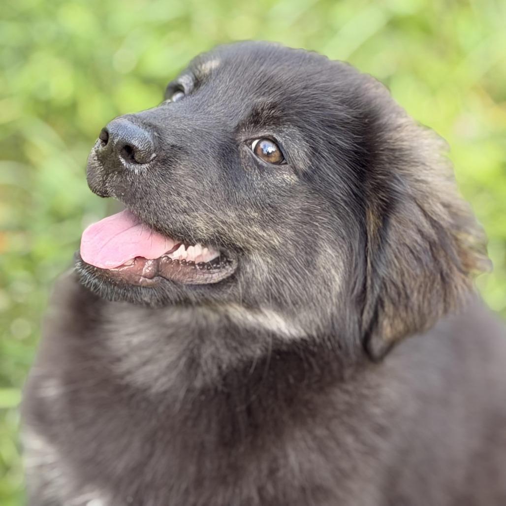 Enlarge Mecurio, a Adoptable mixed breed in Sparta, NJ image 4/6