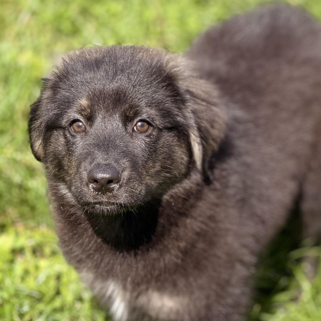 Enlarge Mecurio, a Adoptable mixed breed in Sparta, NJ image 5/6