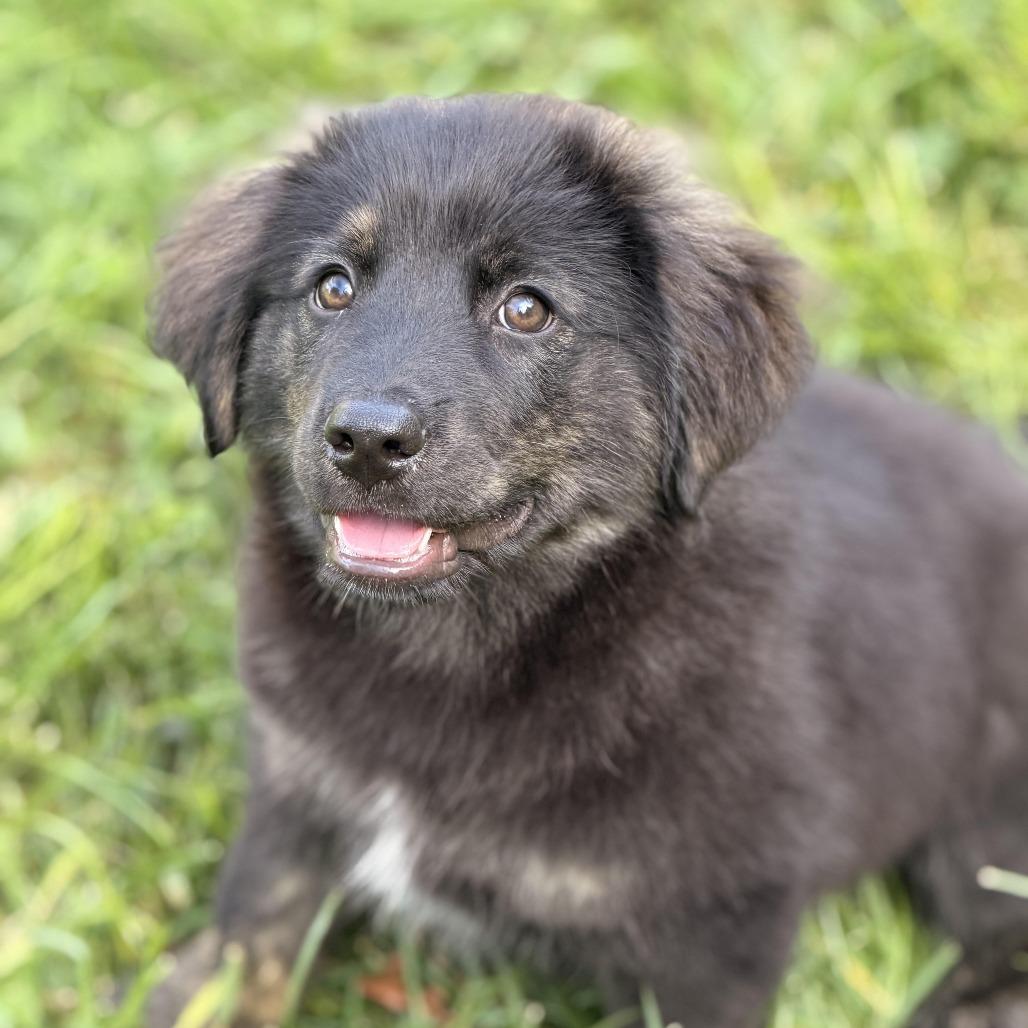 Enlarge Mecurio, a Adoptable mixed breed in Sparta, NJ image 6/6