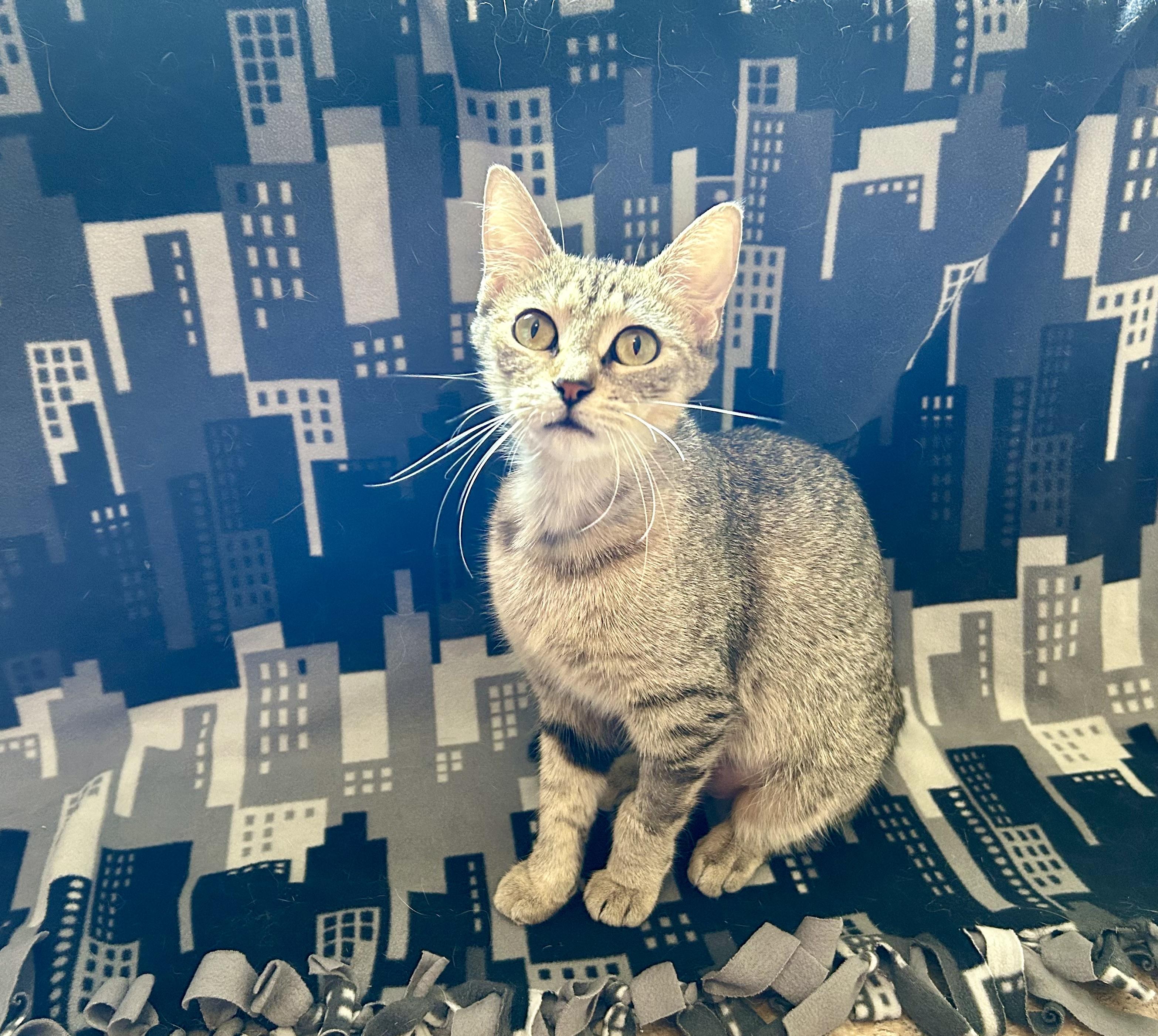 Enlarge Nini, an adopted Domestic Short Hair in La Salle, IL image 1/1