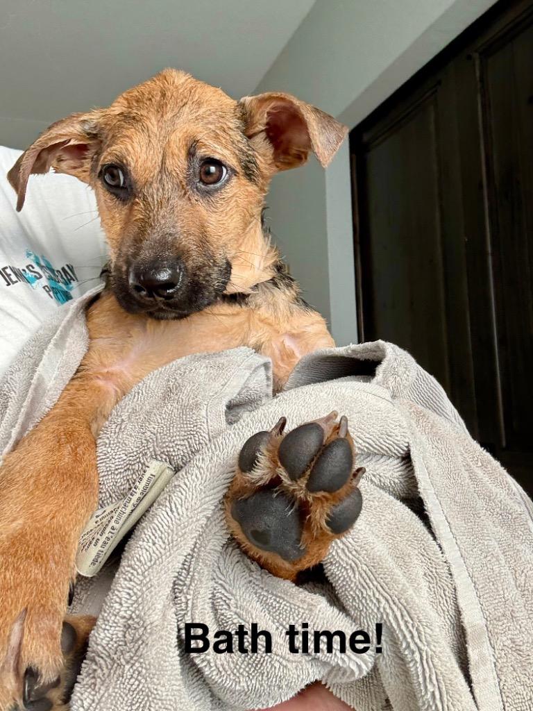 Currant, a Adoptable mixed breed in Clinton, NJ image 6/6