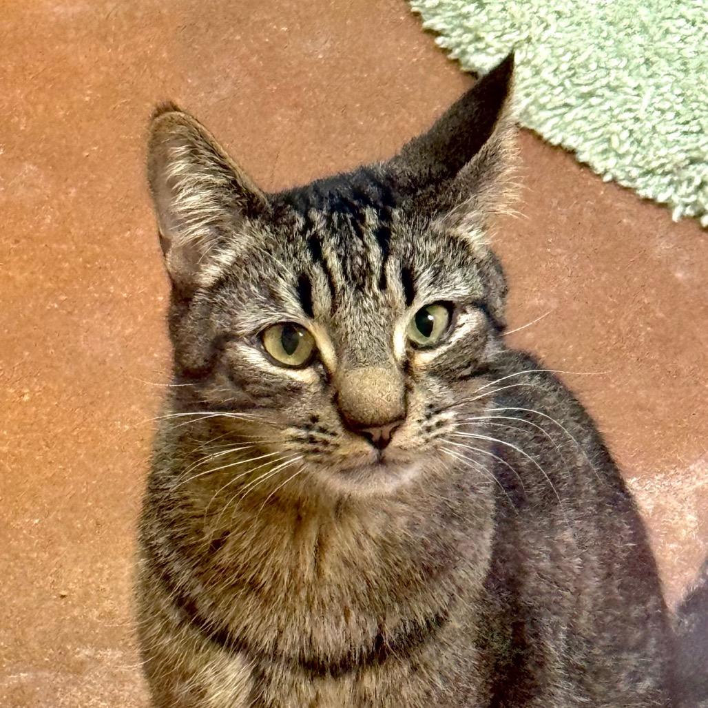 Enlarge Puffin, a Adoptable Domestic Short Hair in Santa Barbara, CA image 2/4