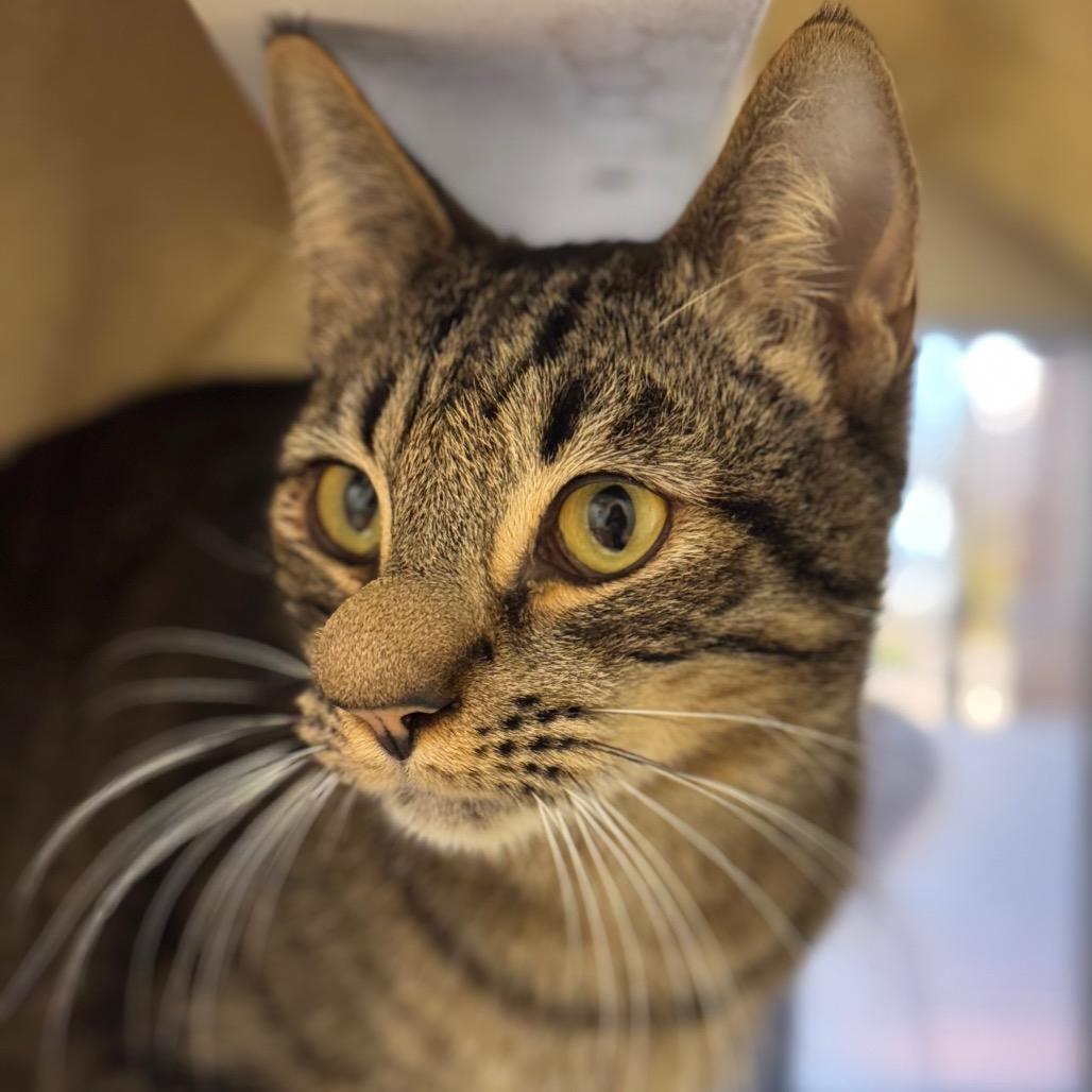 Enlarge Puffin, a Adoptable Domestic Short Hair in Santa Barbara, CA image 2/3